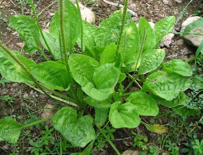 Plantago lanceolata L. image
